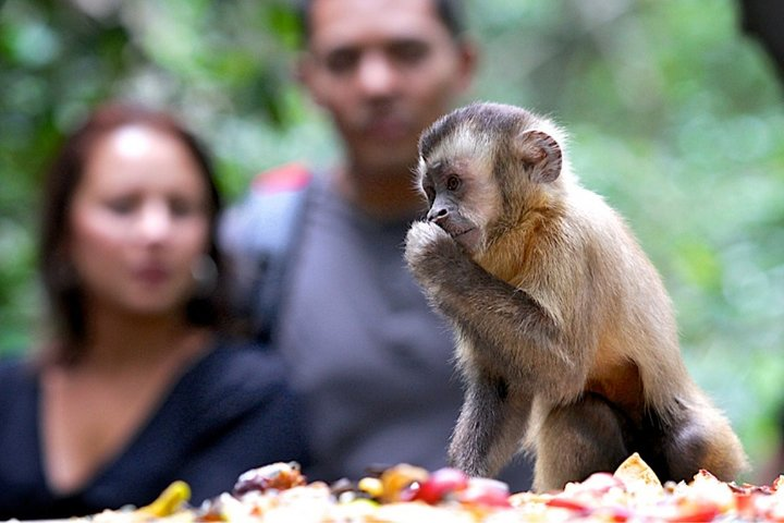 Durban: Visit a Museum of living Plants and a Sanctuary for Primates - Photo 1 of 11